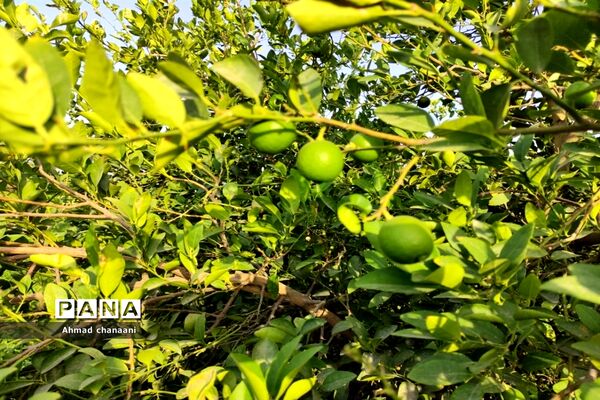 برداشت لیموترش در روستای موران از توابع شهرستان کارون