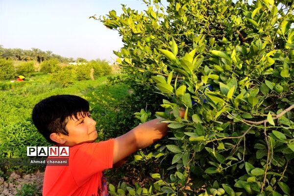 برداشت لیموترش در روستای موران از توابع شهرستان کارون