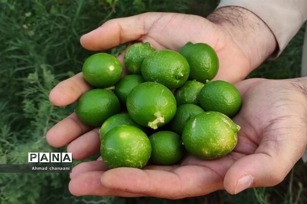 برداشت لیموترش در روستای موران از توابع شهرستان کارون
