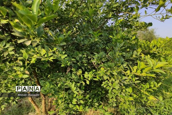 برداشت لیموترش در روستای موران از توابع شهرستان کارون