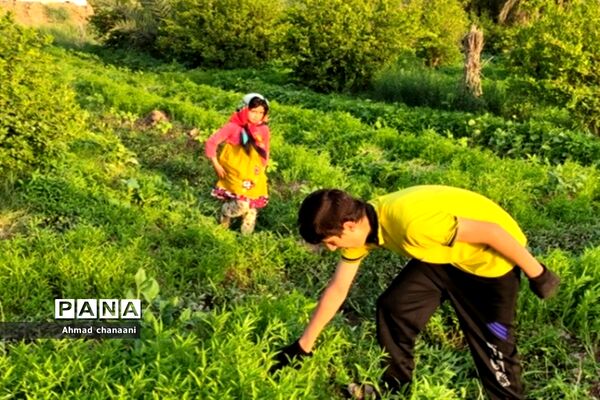 برداشت لیموترش در روستای موران از توابع شهرستان کارون
