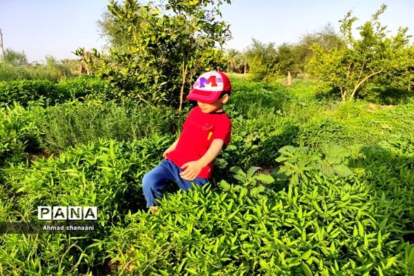 برداشت لیموترش در روستای موران از توابع شهرستان کارون