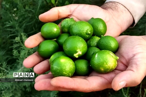 برداشت لیموترش در روستای موران از توابع شهرستان کارون