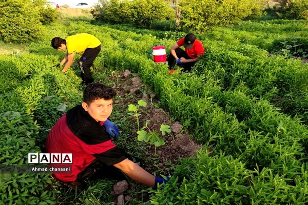برداشت لیموترش در روستای موران از توابع شهرستان کارون