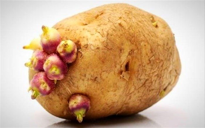 سیب زمینی جوانه‌زده قابل مصرف است؟