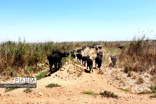هور العظیم ؛انهدام زیبایی، ازدحام تنهایی