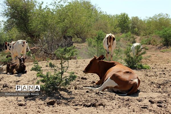 هور العظیم ؛انهدام زیبایی، ازدحام تنهایی