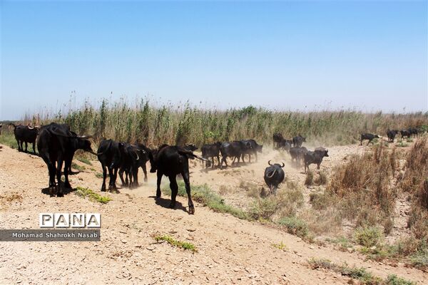هور العظیم ؛انهدام زیبایی، ازدحام تنهایی