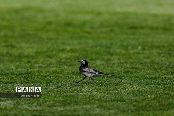 دیدار تیم های استقلال - سایپا