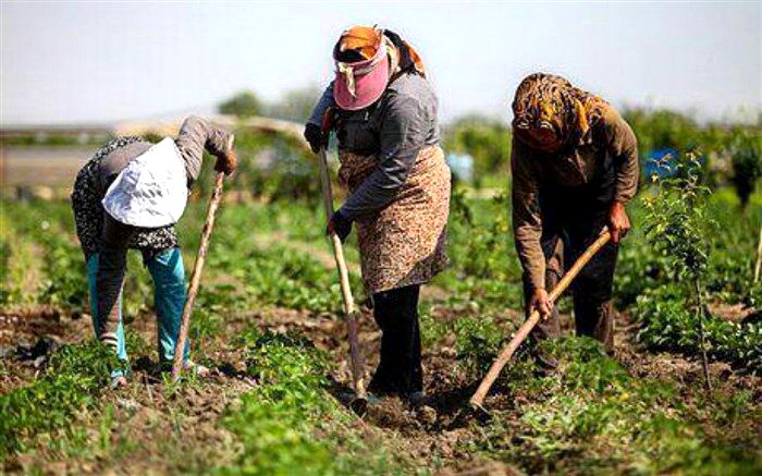 صرفه‌جویی 80 درصد کشاورزان گیلانی در مصرف بهینه آب