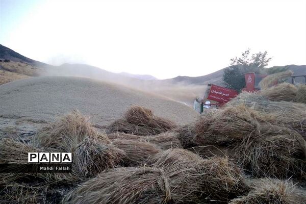 برداشت محصولات کشاورزی در روستای تنباکلوق  از توابع شهرستان هوراند
