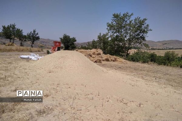 برداشت محصولات کشاورزی در روستای تنباکلوق  از توابع شهرستان هوراند