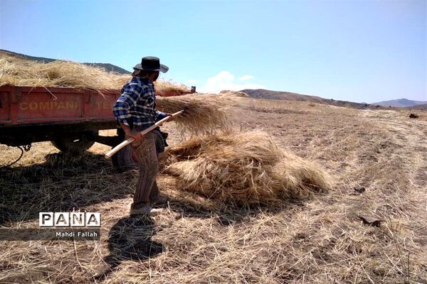 برداشت محصولات کشاورزی در روستای تنباکلوق  از توابع شهرستان هوراند