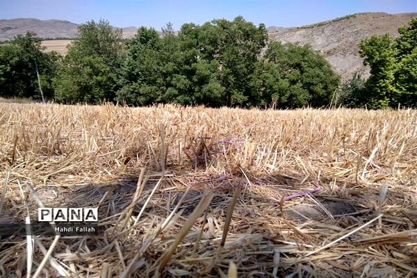 برداشت محصولات کشاورزی در روستای تنباکلوق  از توابع شهرستان هوراند