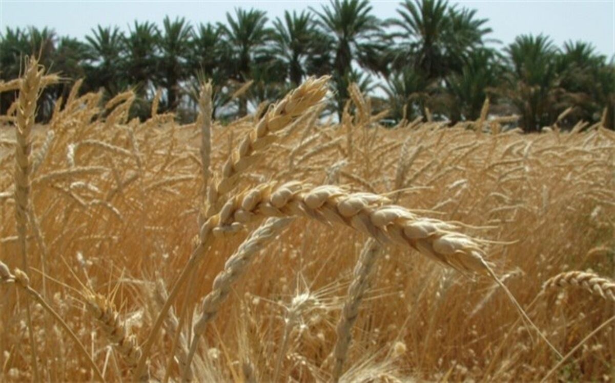 ۱۰هزار میلیارد ریال از منابع هدفمندی برای خرید تضمینی گندم پرداخت شد