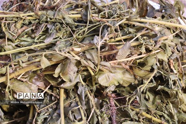 عرق گیری گیاه شاه اسپرم به روش سنتی  در تبریز