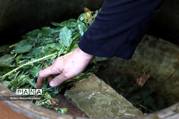 عرق گیری گیاه شاه اسپرم به روش سنتی  در تبریز