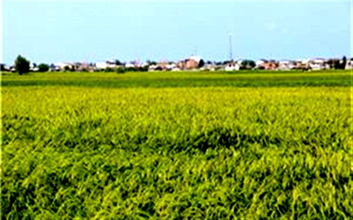 خوشه دهی ۷۰درصد شالیزار‌های گیلان