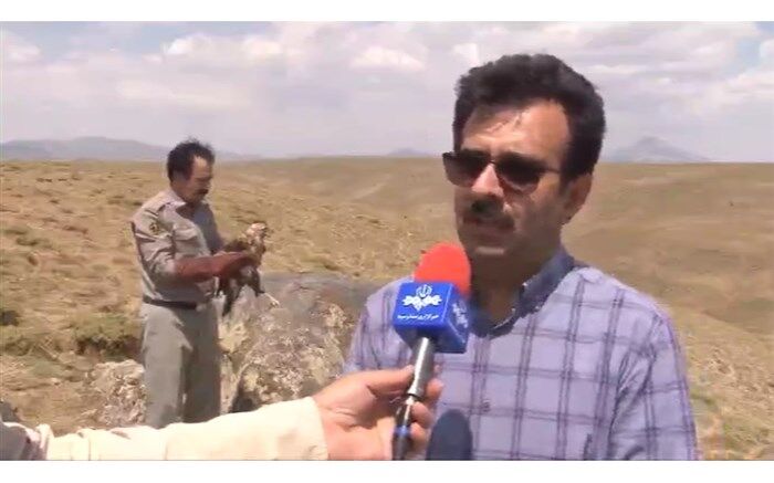 رهاسازی ۴ بهله عقاب در مراغه