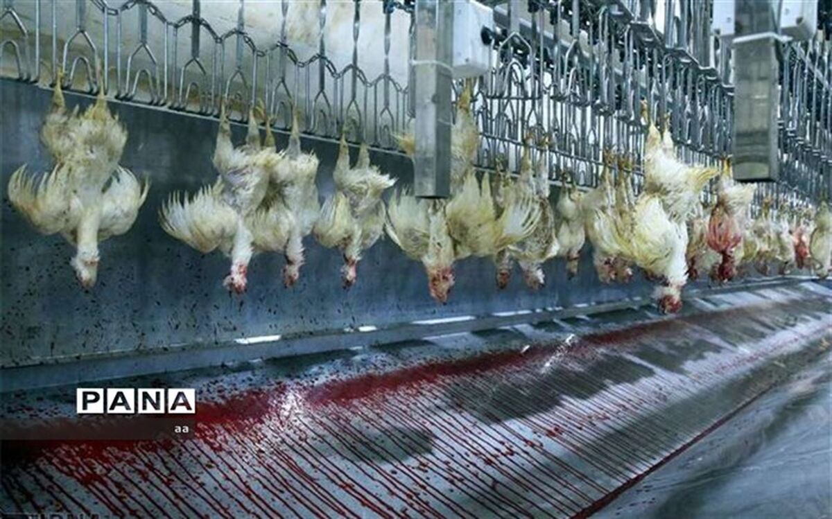 گوشت پرندگان چقدر گرانتر شده است؟