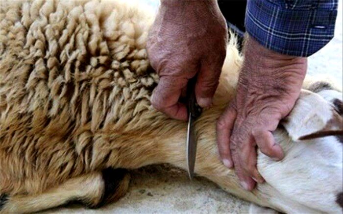 آمادگی بهزیستی تهران برای دریافت نذورات عید قربان