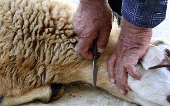 آمادگی بهزیستی تهران برای دریافت نذورات عید قربان