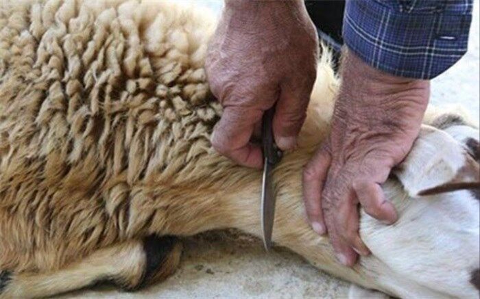 آمادگی بهزیستی تهران برای دریافت نذورات عید قربان