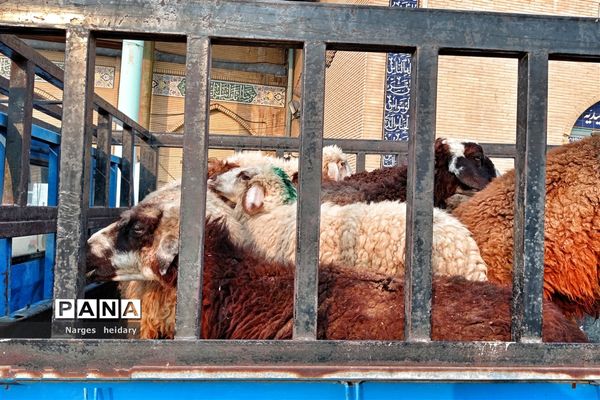 اقامه نماز عید قربان و مراسم قربانی کردن در امیدیه