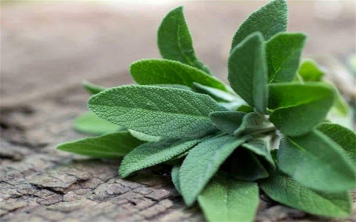 خواص بی نظیر مریم گلی برای تسکین درد و سفیدی دندان