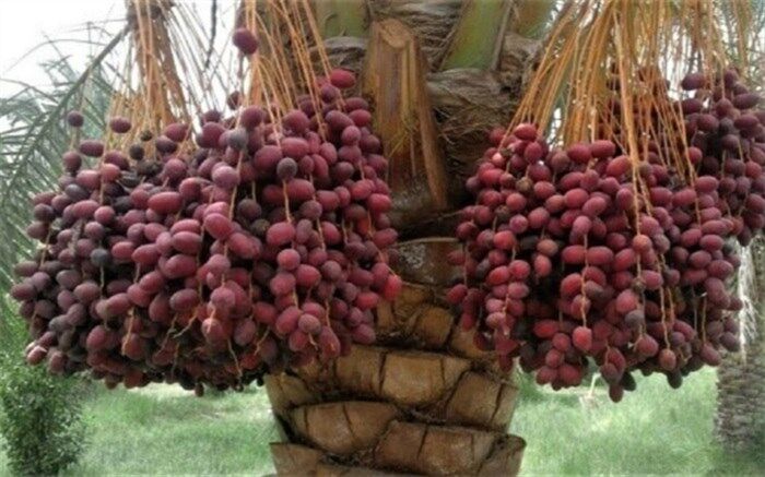 عوارض مصرف بی‌رویه خرما