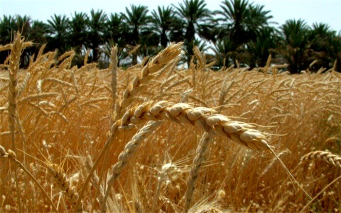 آمار و ارقام وزارت صمت درباره میزان خرید تضمینی گندم از کشاورزان