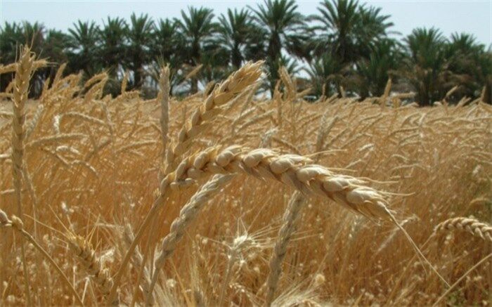 آمار و ارقام وزارت صمت درباره میزان خرید تضمینی گندم از کشاورزان