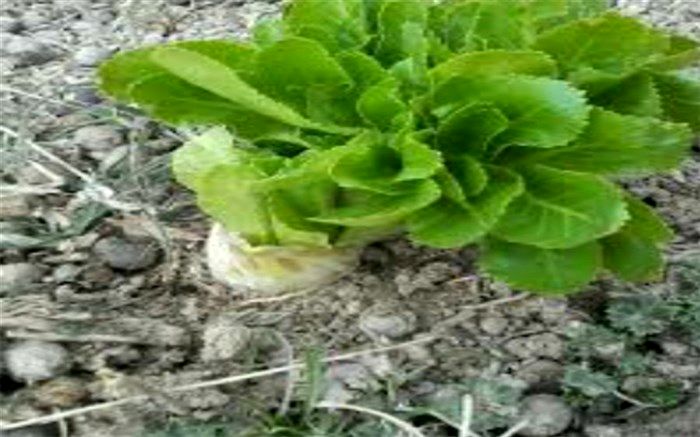 کرفس‌های کوهی شهرکاج درحال انقراض هستند