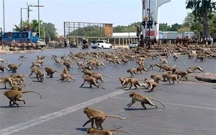 تجمع میمون‌ها وسط شهر/فیلم