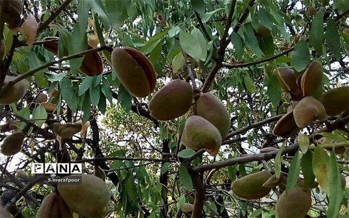 فصل برداشت بادام از راه رسید