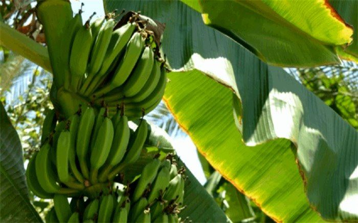 فواید برگ موز!