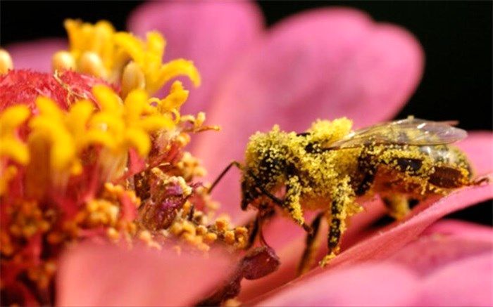 دوپینگ زنبورهای کارگر با کافئین!