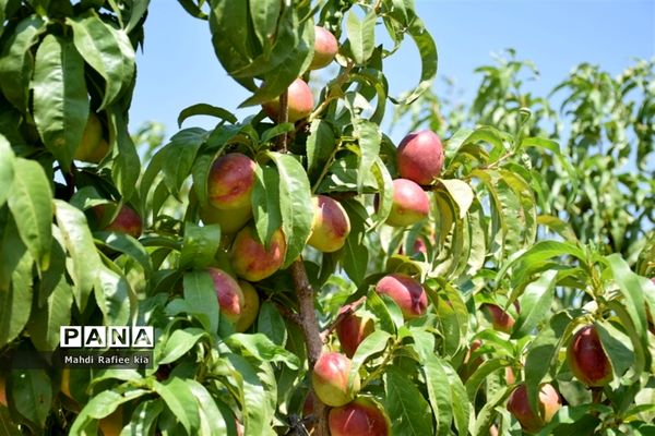 برداشت  محصولات در شهر مراغه