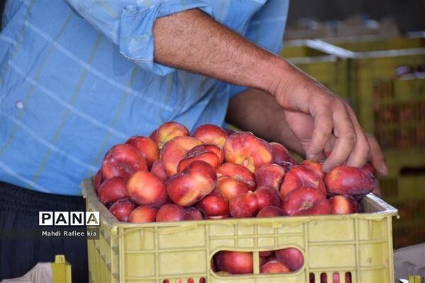 برداشت  محصولات در شهر مراغه