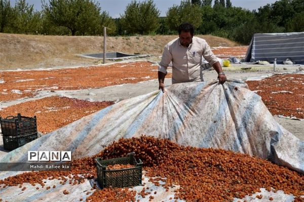 برداشت  محصولات در شهر مراغه