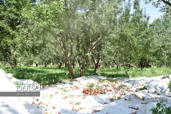 برداشت  محصولات در شهر مراغه