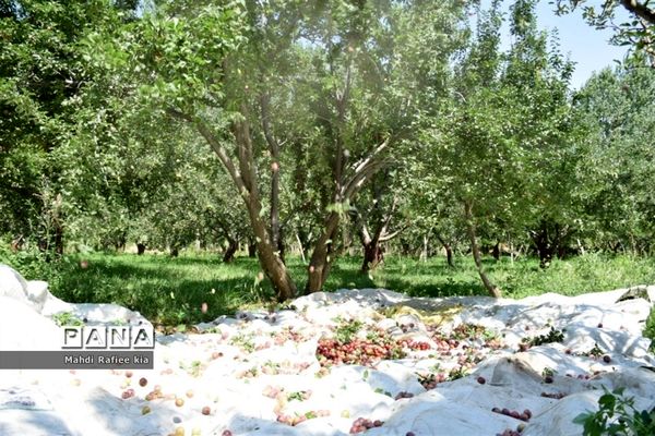 برداشت  محصولات در شهر مراغه