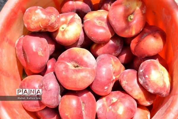 برداشت  محصولات در شهر مراغه