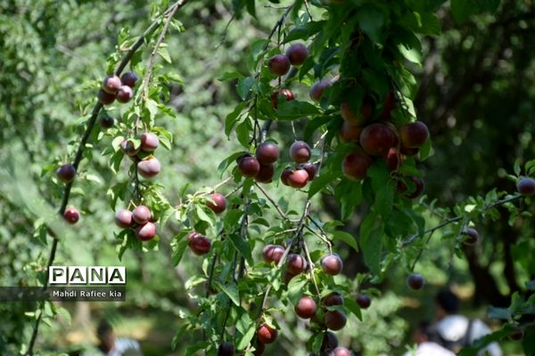 برداشت  محصولات در شهر مراغه