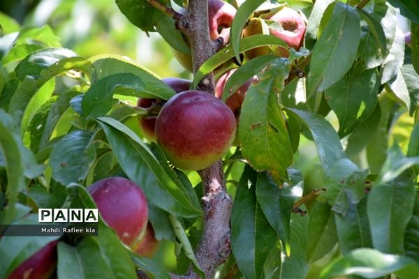 برداشت  محصولات در شهر مراغه