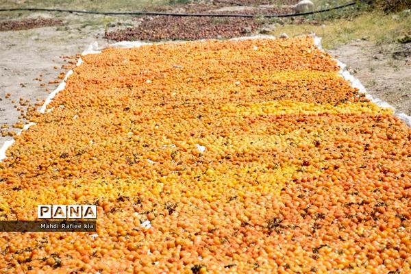 برداشت  محصولات در شهر مراغه