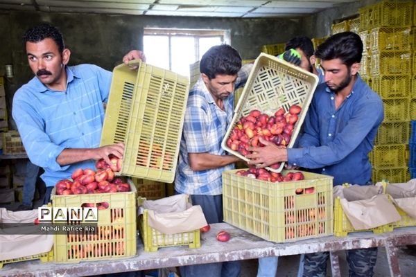 برداشت  محصولات در شهر مراغه