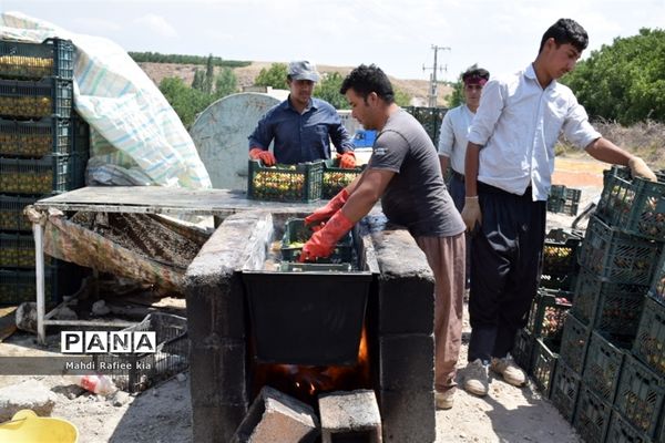 برداشت  محصولات در شهر مراغه