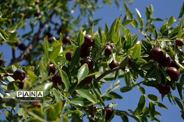 به ثمر رسیدن عناب های بومی شهرستان خوسف