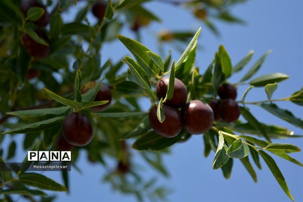 به ثمر رسیدن عناب های بومی شهرستان خوسف